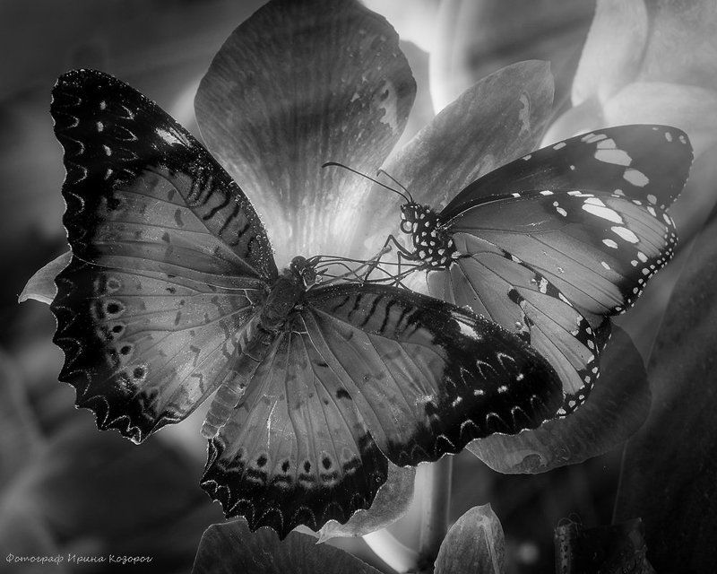 Бабочкиphoto preview