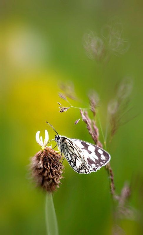 The story of a butterflyphoto preview