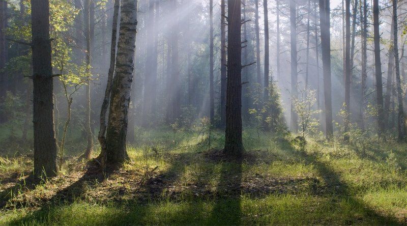 Пролился свет на утренний лесphoto preview