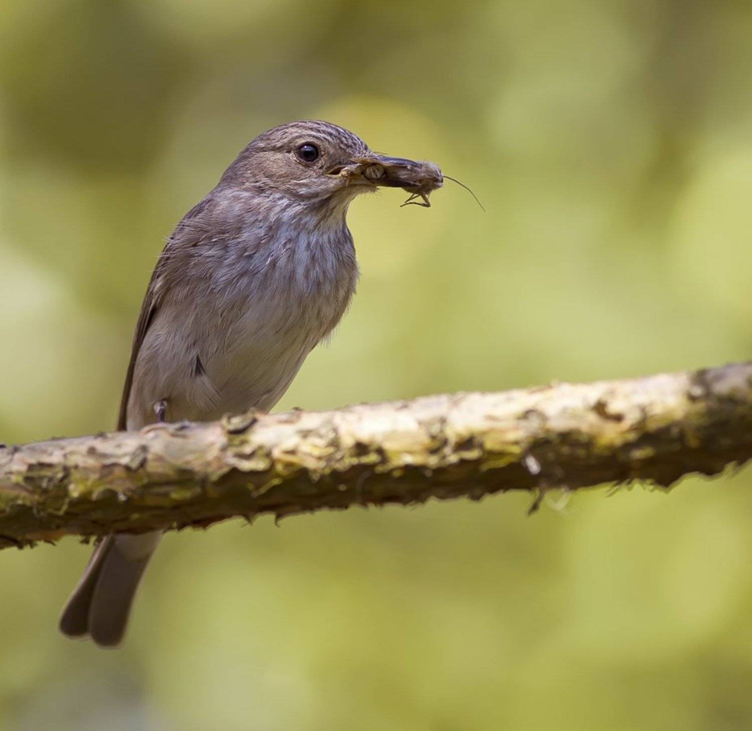 Мухоловка, Леонид
