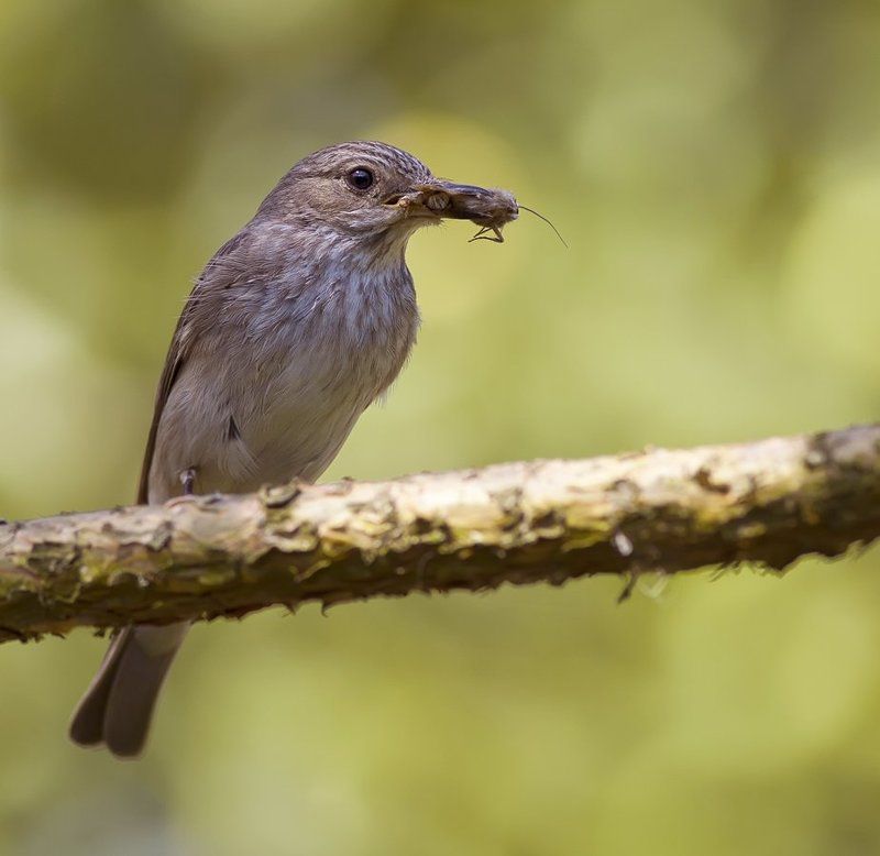 Мухоловка *photo preview