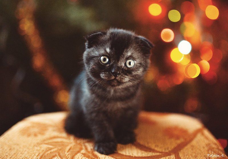 Мой котикphoto preview