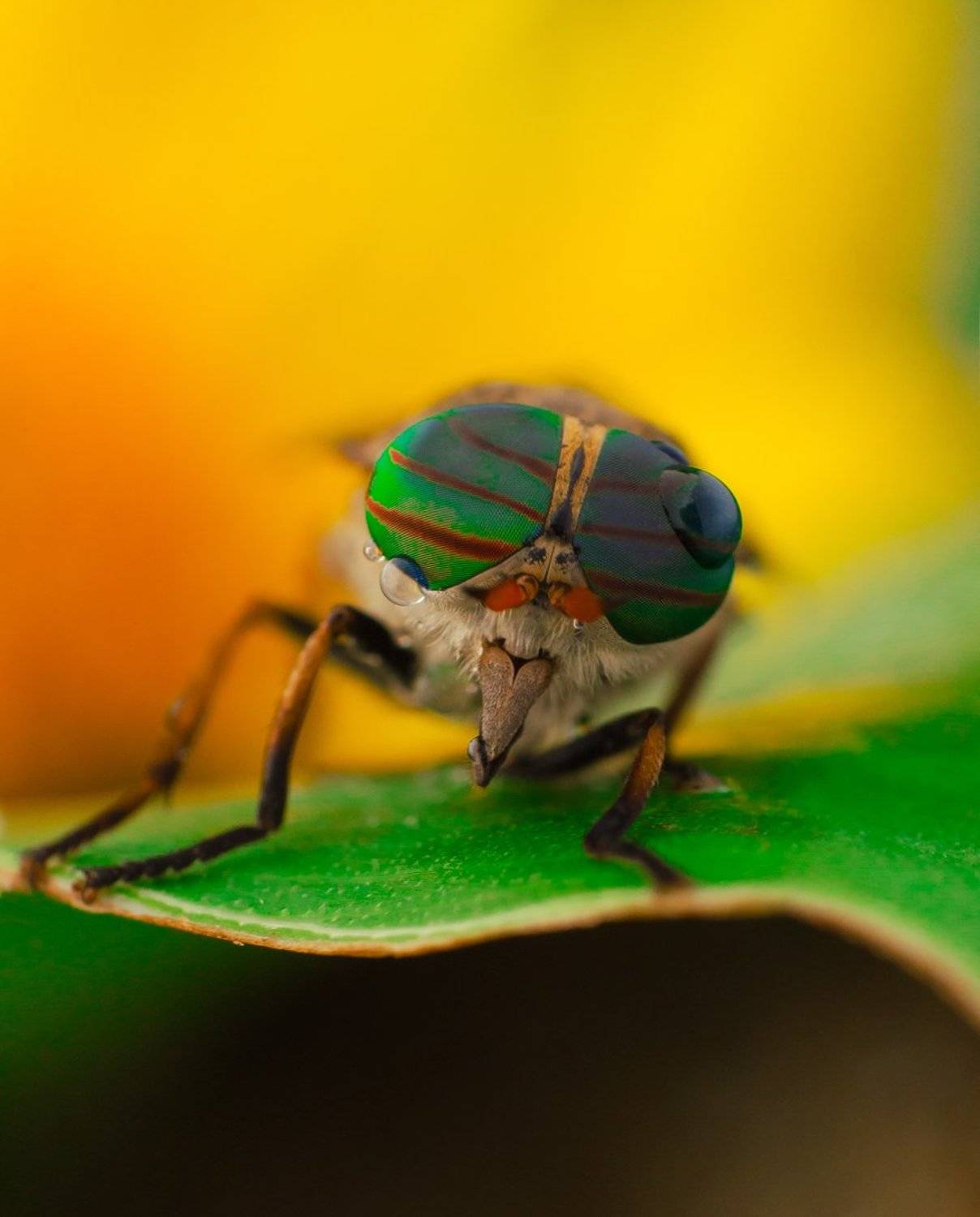 Бззззз..... Автор: Ренат Тугушев , Ренат Тугушев