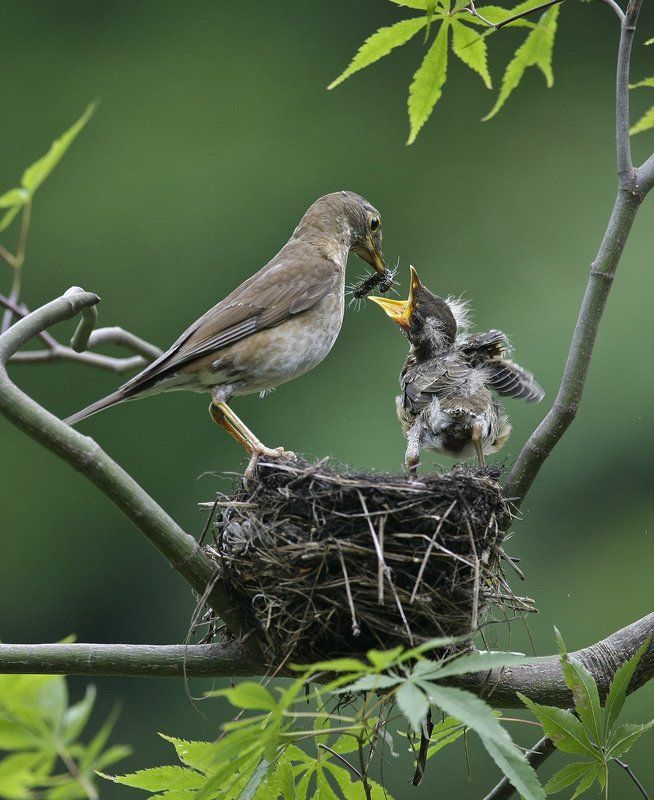 MOTHER OF MINEphoto preview