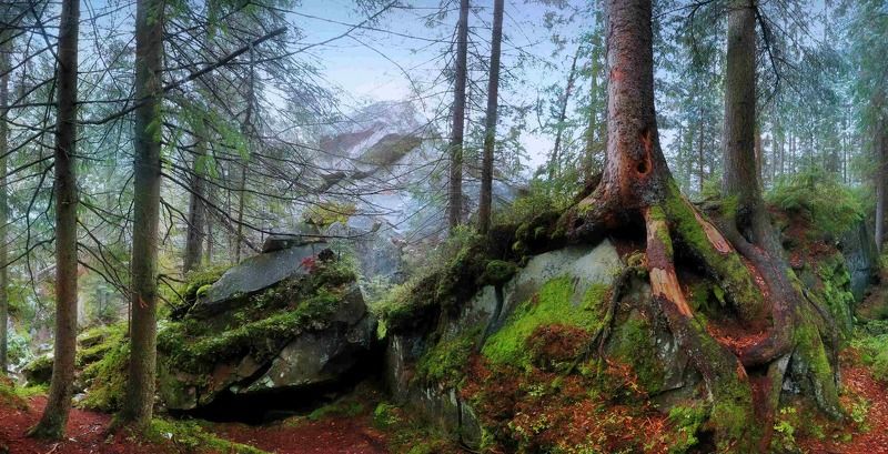 карпаты, лес, яремче, осень Зима сквозь осень...или сказочная дорога к скалам Довбуша (Карпаты)photo preview