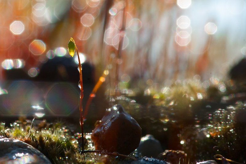 Скоро, совсем скоро весна!photo preview