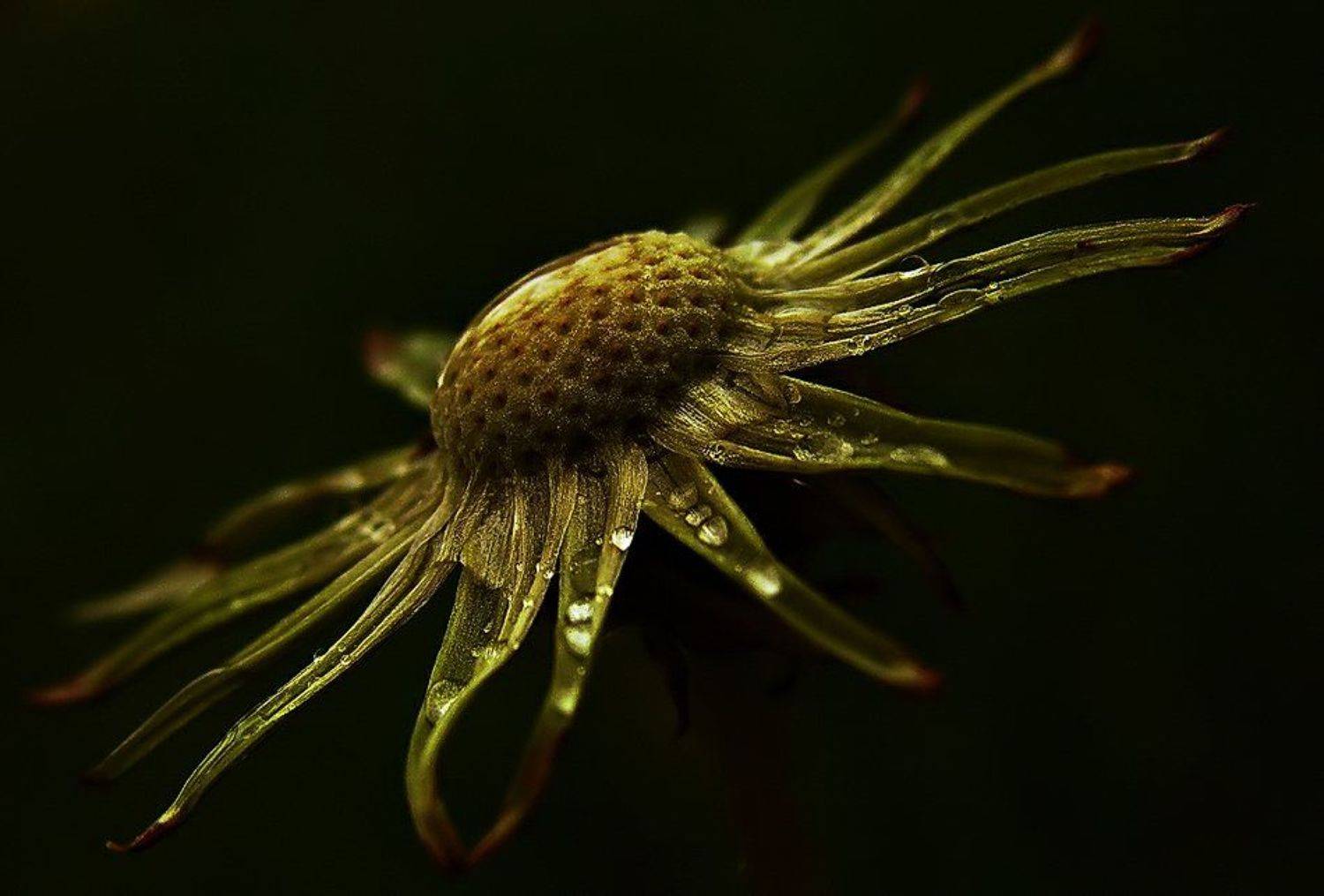 wake,macro,sony,dandelion, Эмеральд Ваке &copy;