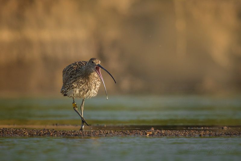 Numenius arquataphoto preview
