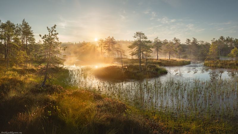 болото, болотные топи, ленобласть, ленинградская область, острова, сосны, туман \