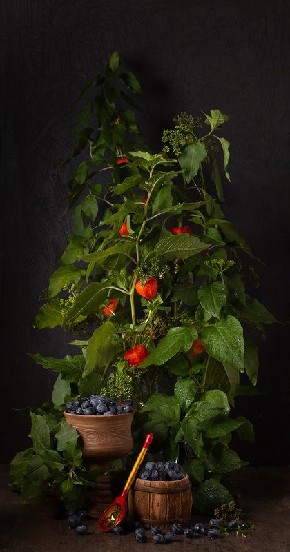 Голубика и физалисphoto preview