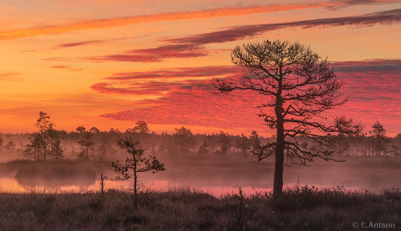 пейзаж, природа, болото, рассвет Осенний рассвет на болотахphoto preview