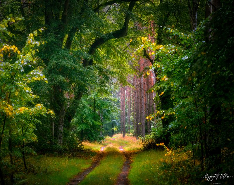 forest, nature, light, morning, summer, trees, Dobrzyca, forest road, Nikon Because there are no shortcuts where it is worth gettingphoto preview