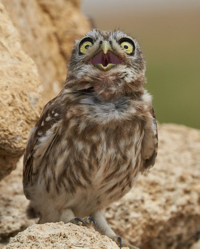 owl Сычик домовыйphoto preview