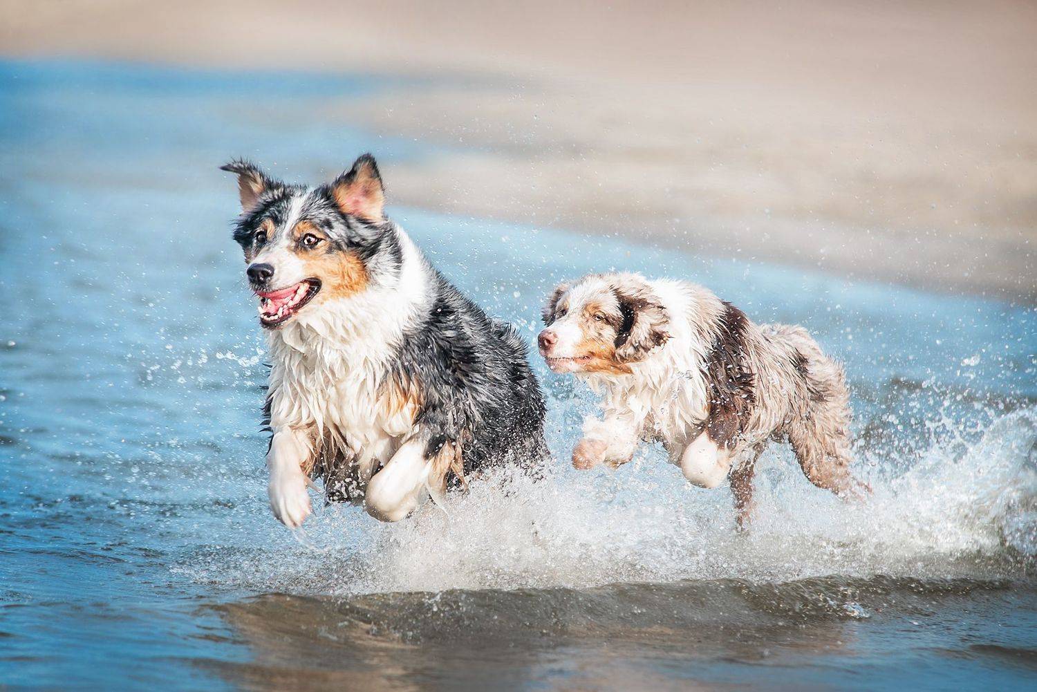 Running on the waves. Автор: Анна Вильховая dog, australianshepherd, aussie, waves, water, Анна Вильховая