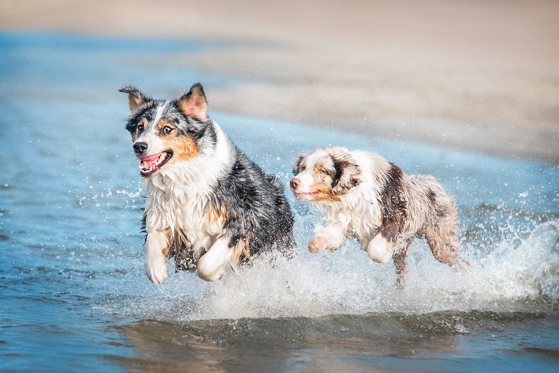 dog, australianshepherd, aussie, waves, water Running on the wavesphoto preview