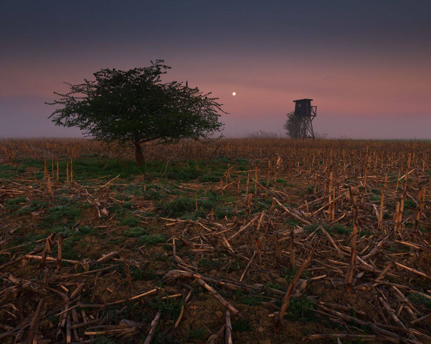 польша, туман, утро, poland, field, tranquility, solitary, outdoor, lesser poland, europe, mist, fog, quiet, calm, mood, tree, rural, plain, sky, alone, hunting, hunting pulpit,, Sebastian Płonka