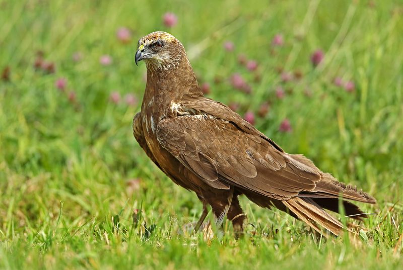 Болотный лунь, самка.photo preview