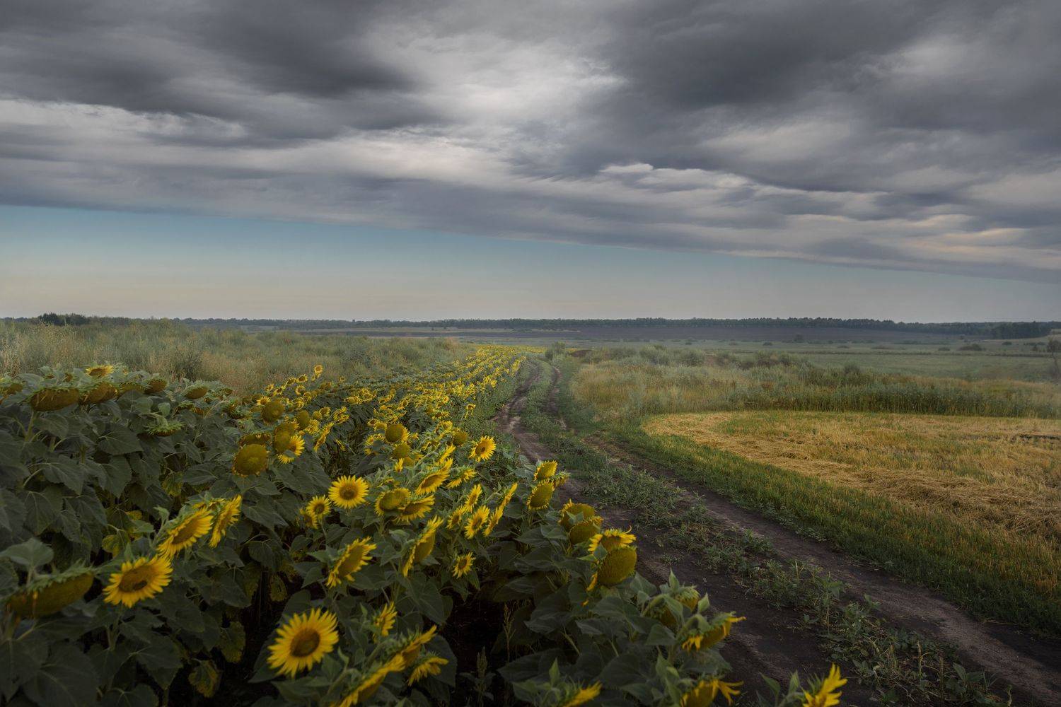 Под серебренным небом. Автор: Сергей Москалянов , Сергей Москалянов