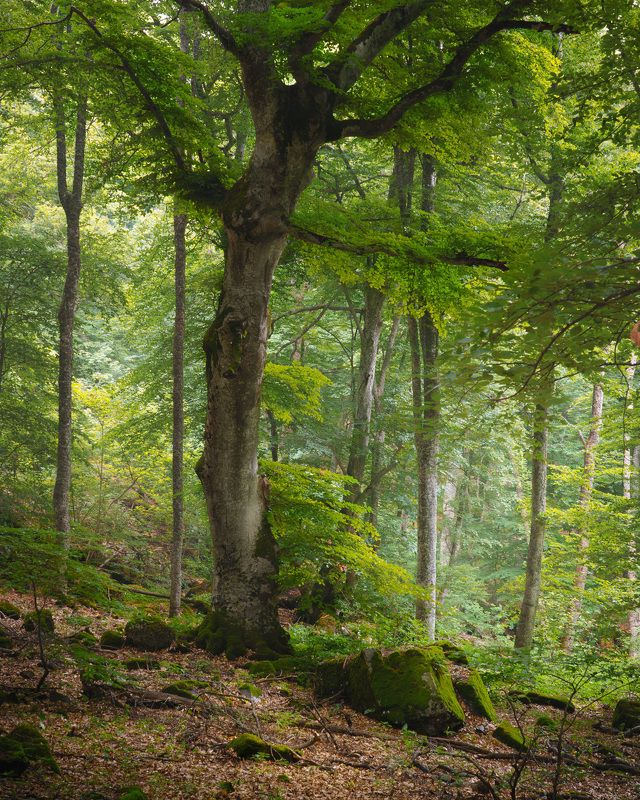 Зеленое летоphoto preview