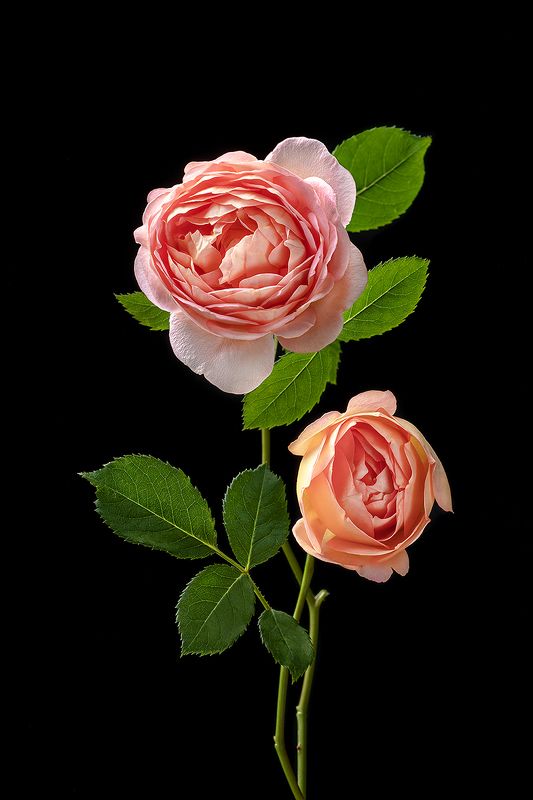 роза, цветы, цветок, флора, лепестки, листья, цветение Две королевыphoto preview