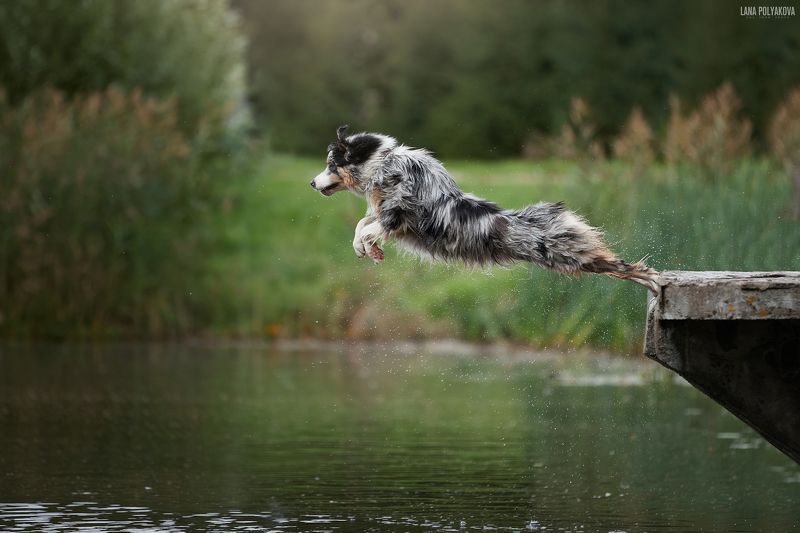 собака, аусси, австралийская овчарка Айзаphoto preview