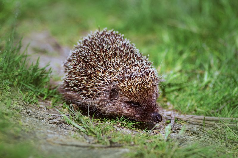tokina 100 macro, beautiful, красивый, moment, момент, nature, природа, wildlife, animal, животное, hedgehog, ежик, Профессиональный копатель земли носом :)photo preview
