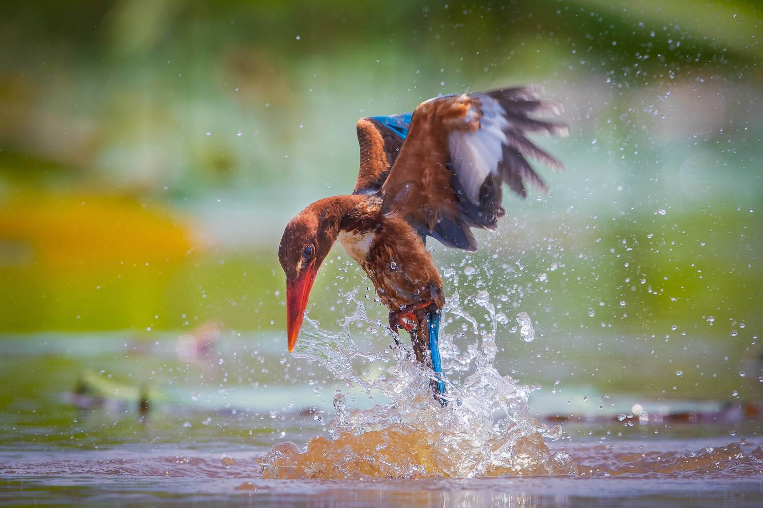 sả đầu nâu. Автор: Rin Võ , Rin Võ