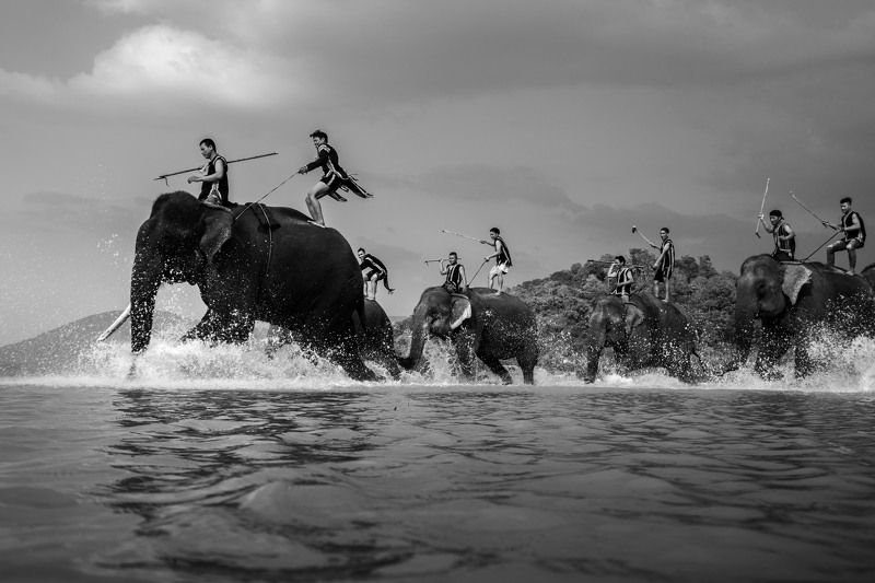 Rehearsal, elephant racingphoto preview