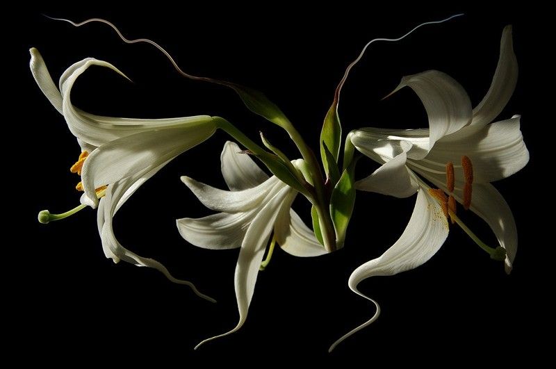 black, close-up, color, colors, color image, florals, flower, flowers, lilium, lily, macro, nature, photography, portrait, purple, white, Madonna Lily Portraitphoto preview