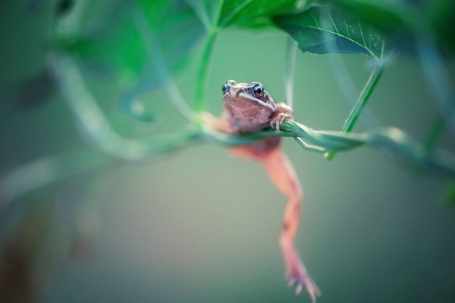 ***. Автор: Анастасия Думинская , Анастасия Думинская