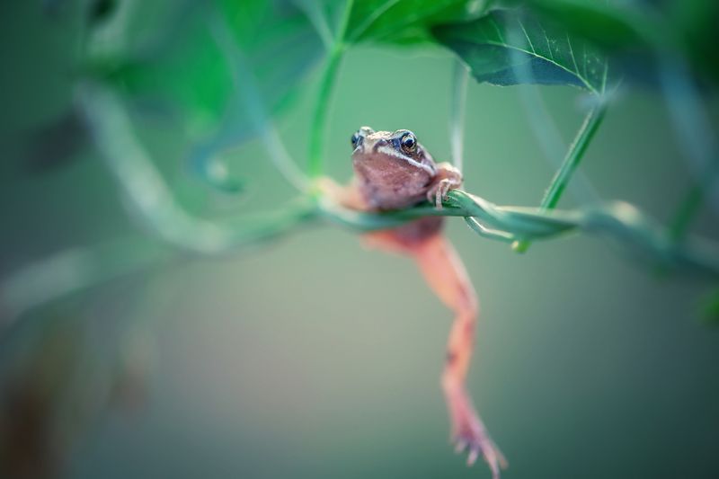 *** фото превью