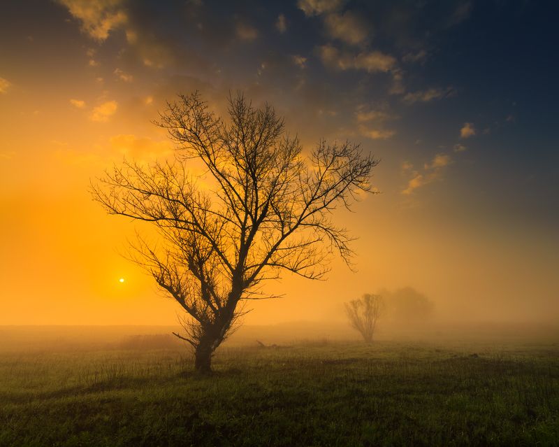 польша, туман, утро, mist, fog, poland, lesser poland, tree, golden hour, tranquility, outdoor, meadow, grass, plain, clouds, sunrise, silene, atmosphere, mood, nature, willow, ***photo preview