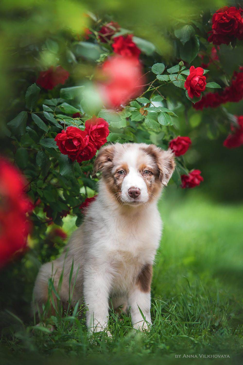 dog, aussie, roses, Анна Вильховая