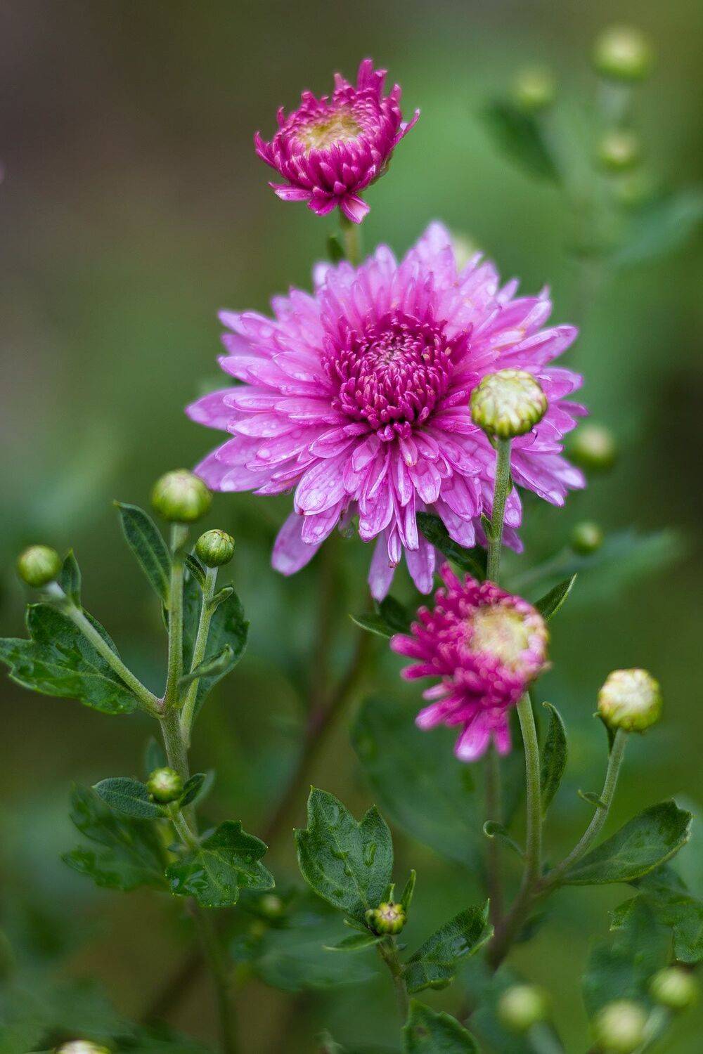 Цветы августа. Автор: Александр , Александр