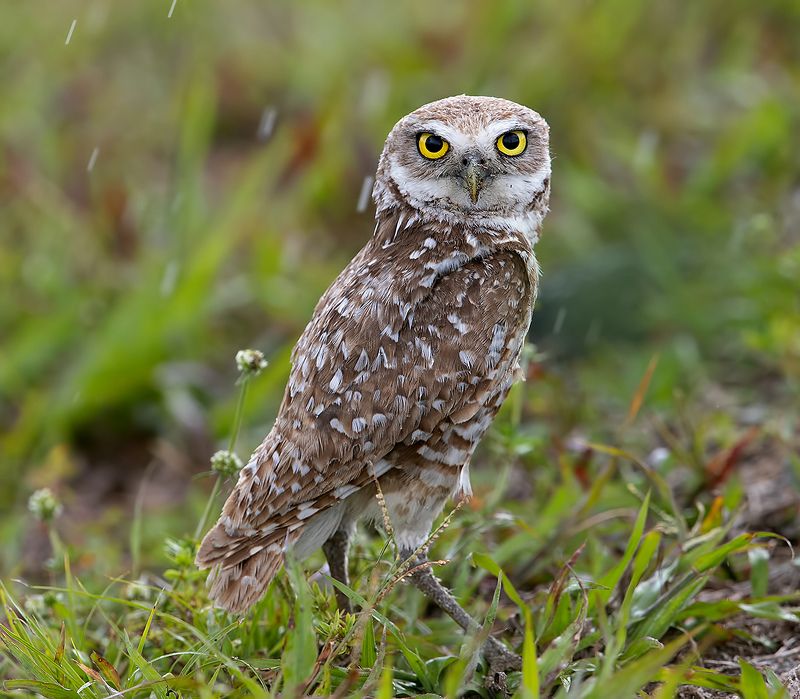кроличий сыч, florida,burrowing owl, owl, флорида,сыч Burrowing Owl - Кроличий сычphoto preview