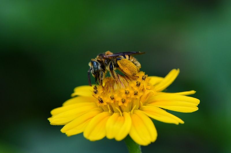 denis moura, mogi das cruzes, brasil, bee Save the beesphoto preview