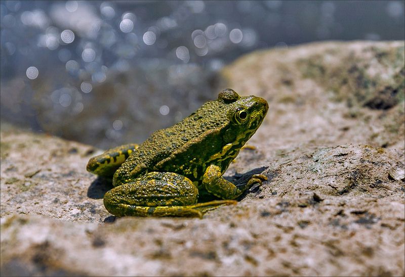 лягушка царевна Царевнаphoto preview