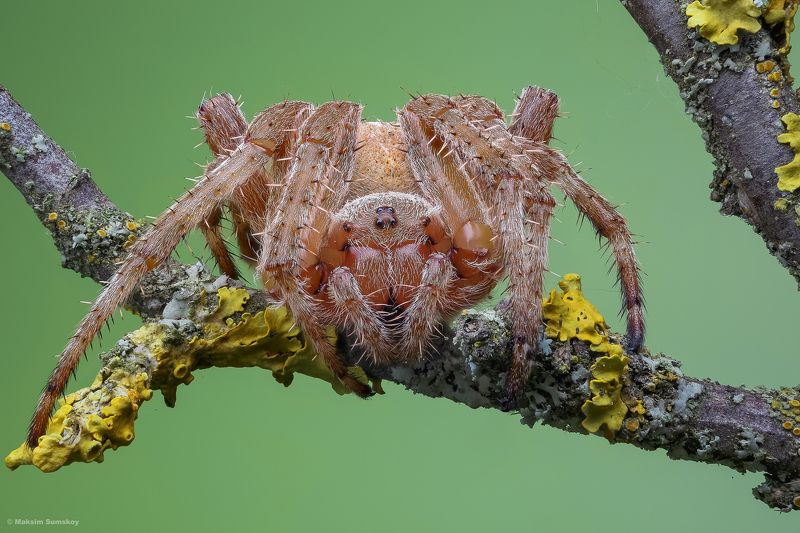 Про паучкаphoto preview