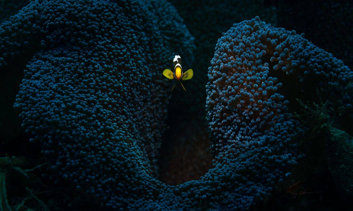 СУМЕРКИ. Автор: Андрей Савин Подводная фотография, природа, макро, дайвинг, океан, рыбы, море, под водой, глубина, синева, вода, underwater, кораллы, риф, подводный, сноркелинг, фауна, underwater, wildlife, photography, ocean, sea, diving, Андрей Савин