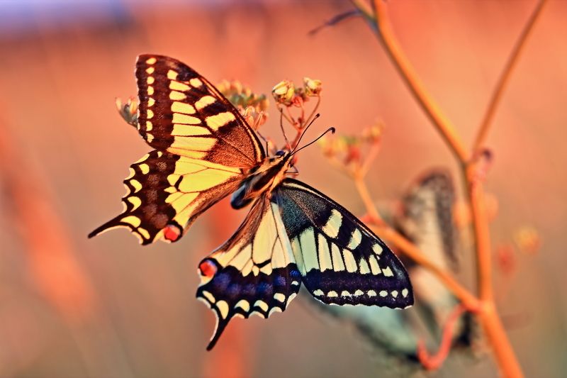 На рассветеphoto preview