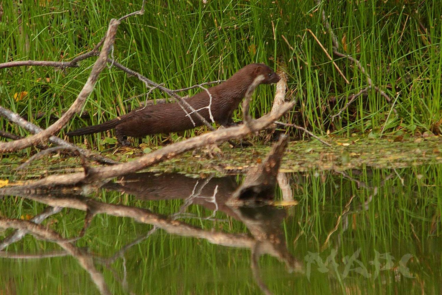 животные норка лето, Шангареев Марс