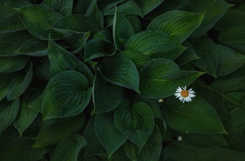 макро, ромашки, лето, природа Пряткиphoto preview