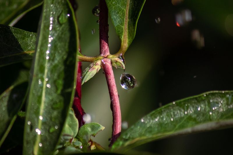 капля фото превью