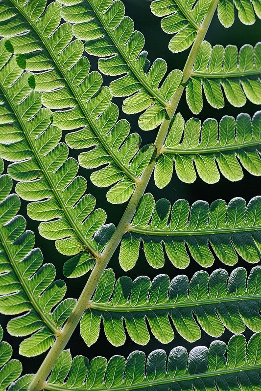 tokina 100 macro, beautiful, красивый, moment, момент, nature, природа, close-up, крупный план, leaf, лист, fern, папоротник, Привет из глубины веков.photo preview