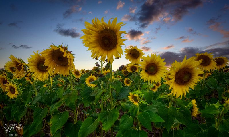 sunflowers flowers nature cultivation agriculture light landscape sky clouds nikon summer  Sunflower fieldphoto preview