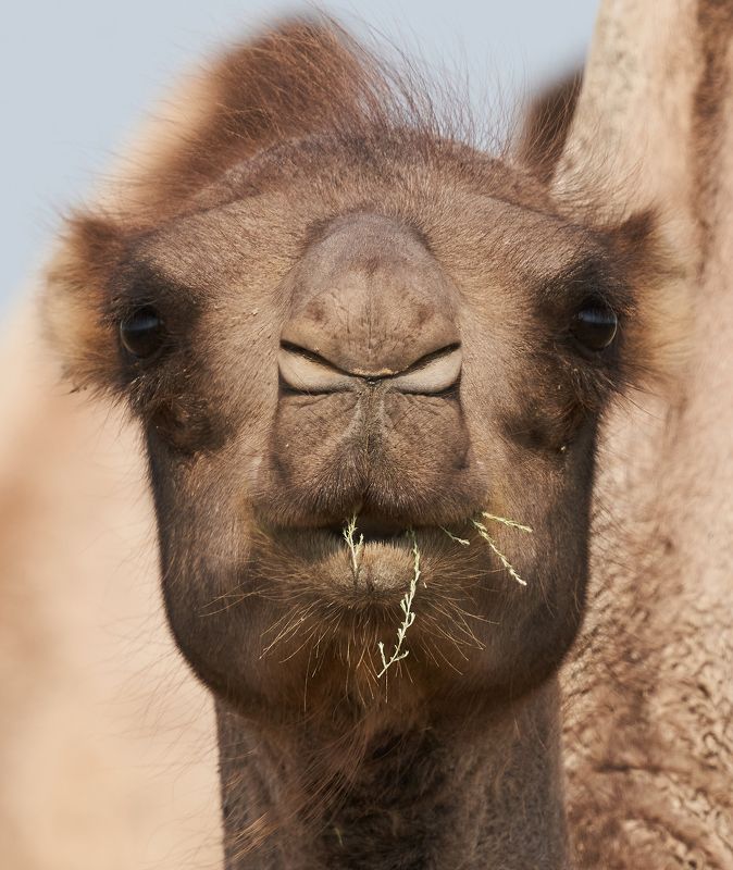 Верблюд (Калмыкия, август 2021)photo preview