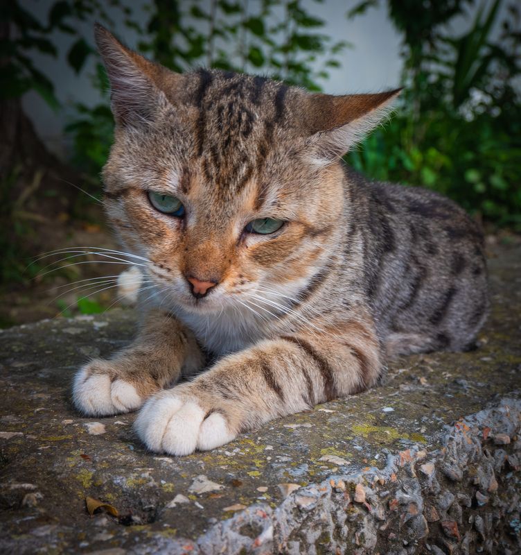 Коты Крымаphoto preview