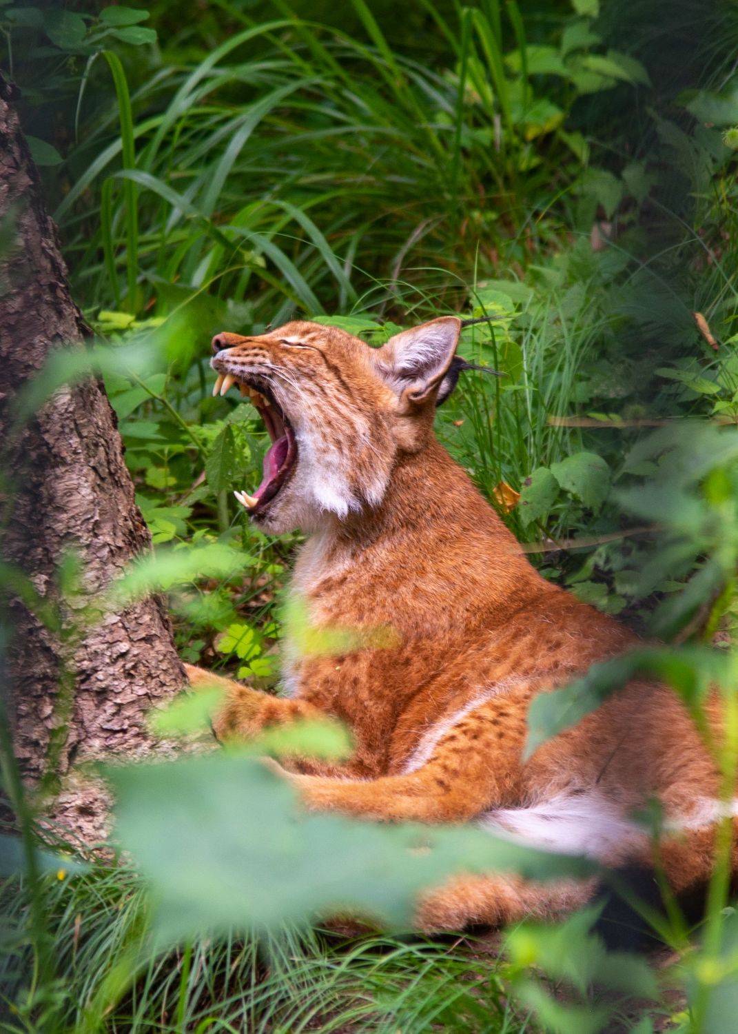 Рысь дальневосточная. Автор: Константин Костин Рысь, кошка, хищник, дикие животные, природа, Константин Костин