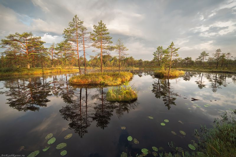 болото, ленобласть, ленинградская область, острова, сосны, утро \