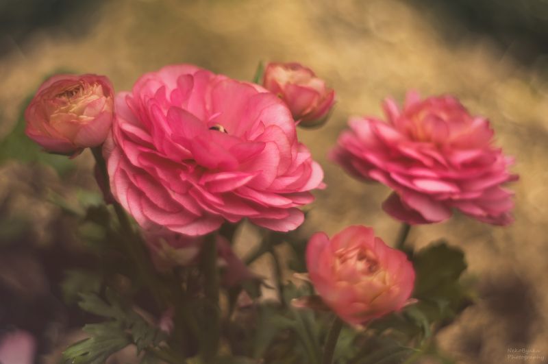 макро, природа, цветы, боке, лютики, вероника, ранункулюс, macro, nature, flowers, bokeh, buttercups, veronica, ranunculus, Вероника и ранункулюсphoto preview